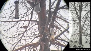 Кормушка для птиц 08.01.2026