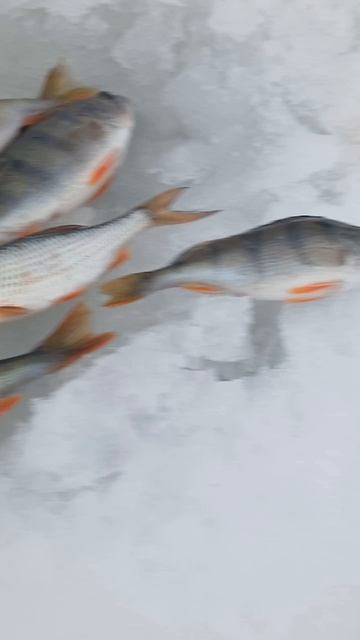 Утренняя раздача окуня! смотреть онлайн