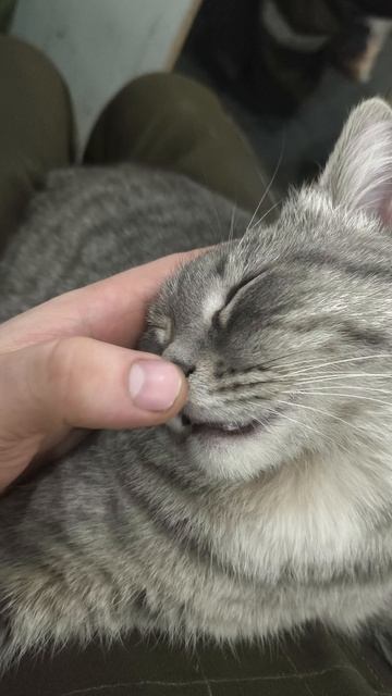 Массаж кошачьего носа.mp4