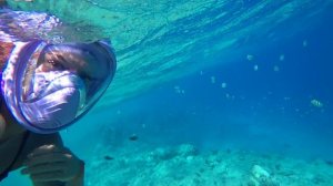 Подводный мир около отеля Sunny Days El Palacio Resort (Санни Дейс Эль Паласио Резорт Хургада,Египет