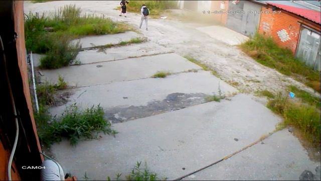 Утро в курятнике