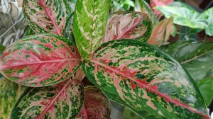 Комнатные растения🌹🌿🌹🌿🌹Обзор продолжается...😉🪴 Январь 2026❄️❄️❄️