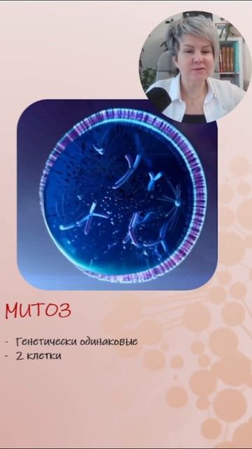 Митоз и мейоз для ЕГЭ