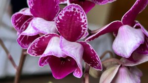 Обзор орхидей в Мега Оби. Москва. Январь 2026