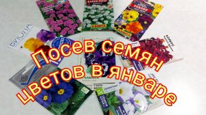 Посевная семян цветов набирает обороты🌸