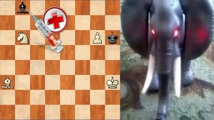 ШАХМАТНЫЙ ЭТЮД. Прививка от БЕШЕНСТВА или СТРАННЫЙ СЛОН