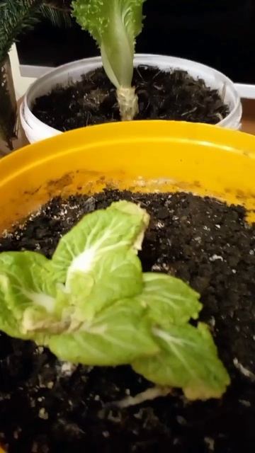 😍 Оживляем магазинный салат! Что будет через неделю?  #сад #plants