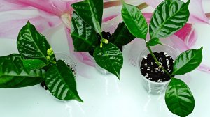 Табернемонтана. Размножение черенкованием