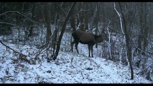 Кадры с фотоловушек. Зимняя сказка. Опасная встреча с кабанами.