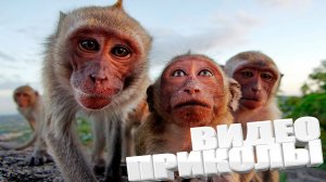 ПРИКОЛ \ ПОДБОРКА ПРИКОЛОВ Я РЖАЛ ДО СЛЕЗ, ЛУЧШИЕ ПРИКОЛЫ 2025 СМЕШНЫЕ ВИДЕО, ДЕВУШКИ , ПОДБОРКА