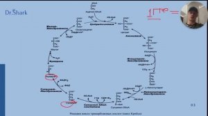 Цикл Кребса: самое понятное объяснение