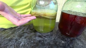 Чайный гриб опустился на дно. Что делать?