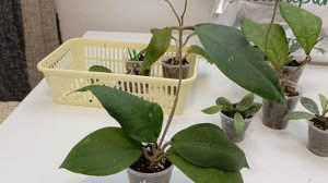 Как себя чувствуют хойи из Индонезии, купленные осенью + распаковка новой хойи.