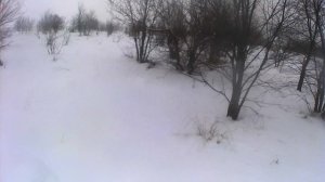 Охота на зайца с эстонкой. 8