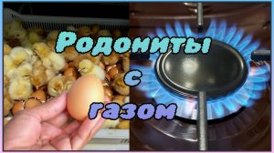 Подключили газ! Вывели несушек Родонит. Доделали отопление в доме в новом году.