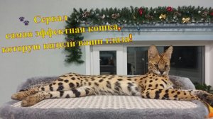 Африканская кошка дома: Всё о содержании сервала. Саванна дома