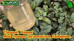 В 100 раз дешевле и в 100 раз эффективнее: это удобрение готовим на кухне своими руками.