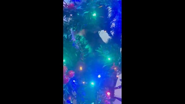 Первая елка кота