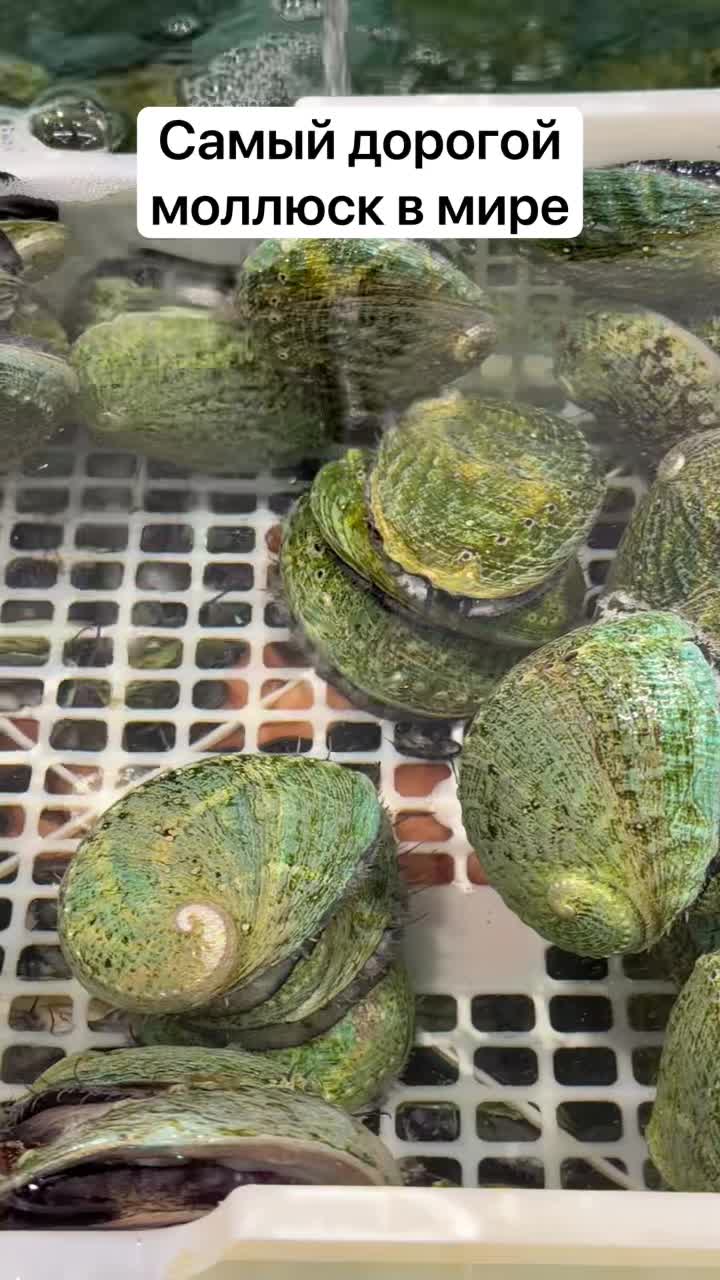 Самый дорогой моллюск в мире смотреть онлайн