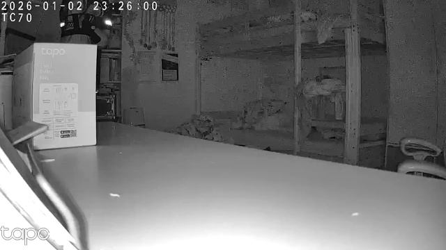 лазерная собака