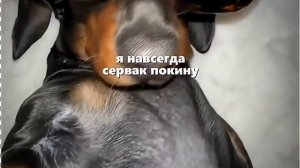 одай мою мафыну