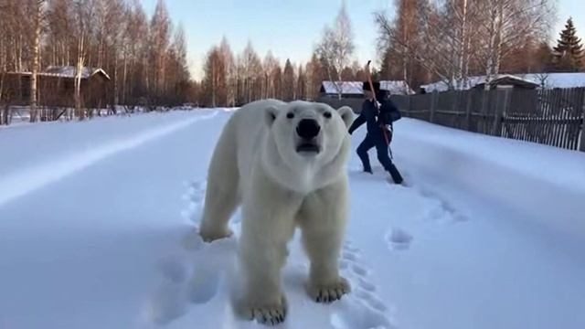 Почему он идет за нами???