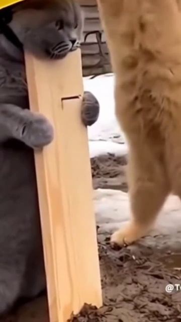 смешные котики