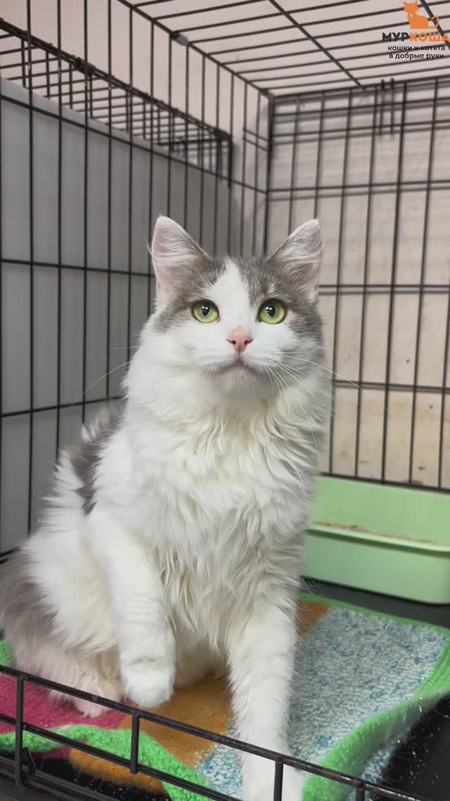 Поларис ждёт вас в приюте #Муркоша смотреть онлайн