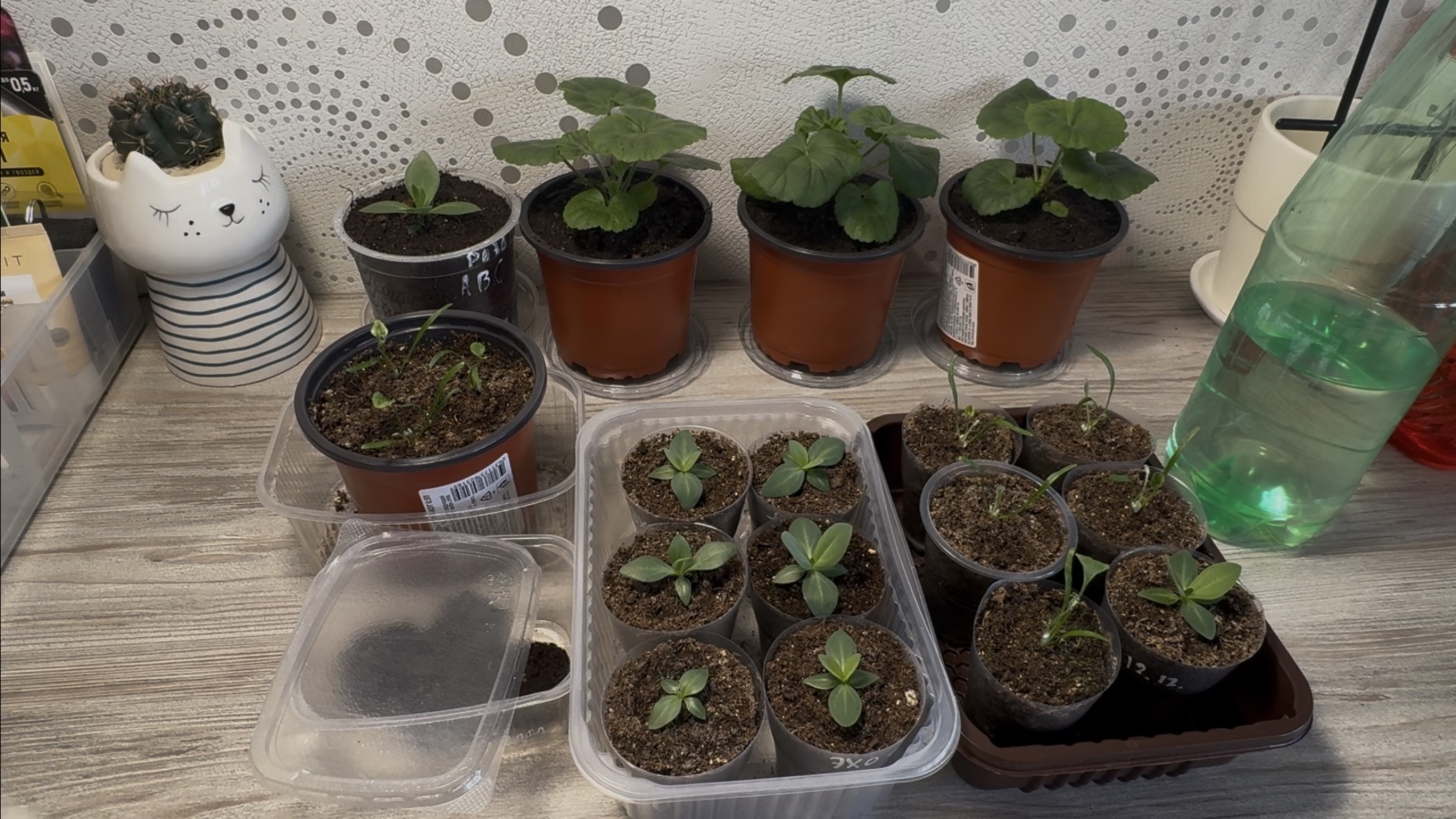 08.01.26 Перевалка в новый грунт: коника, эустома, пеларгония. смотреть онлайн