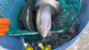 Очередная партия Карельской Форели