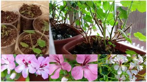 8 января. Плющелистные пеларгонии. Экономия на семенах.