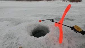 Крупный Окунь на живца.