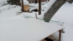 Виноград в сугроб. Обещают морозы. Снег засыпал и двор и огород. Мороз не страшен. Цыплятам 2е суток