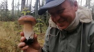 20 лет без леса