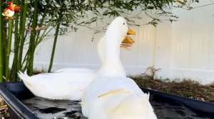 Забавные утки мускусные и пекинские на свободном выгуле со своими друзьями ч.(337) ❣️🤗😂