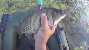 КАРАСЬ живёт в ТИНЕ (как это было)