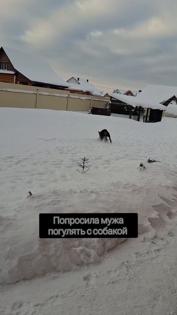 попросила мужа погулять с собакой