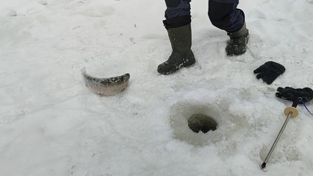 Форель на пасту. Основной водоём. смотреть онлайн