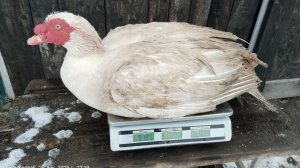 Семьи белых мускусов на 2026. Взвешивание.