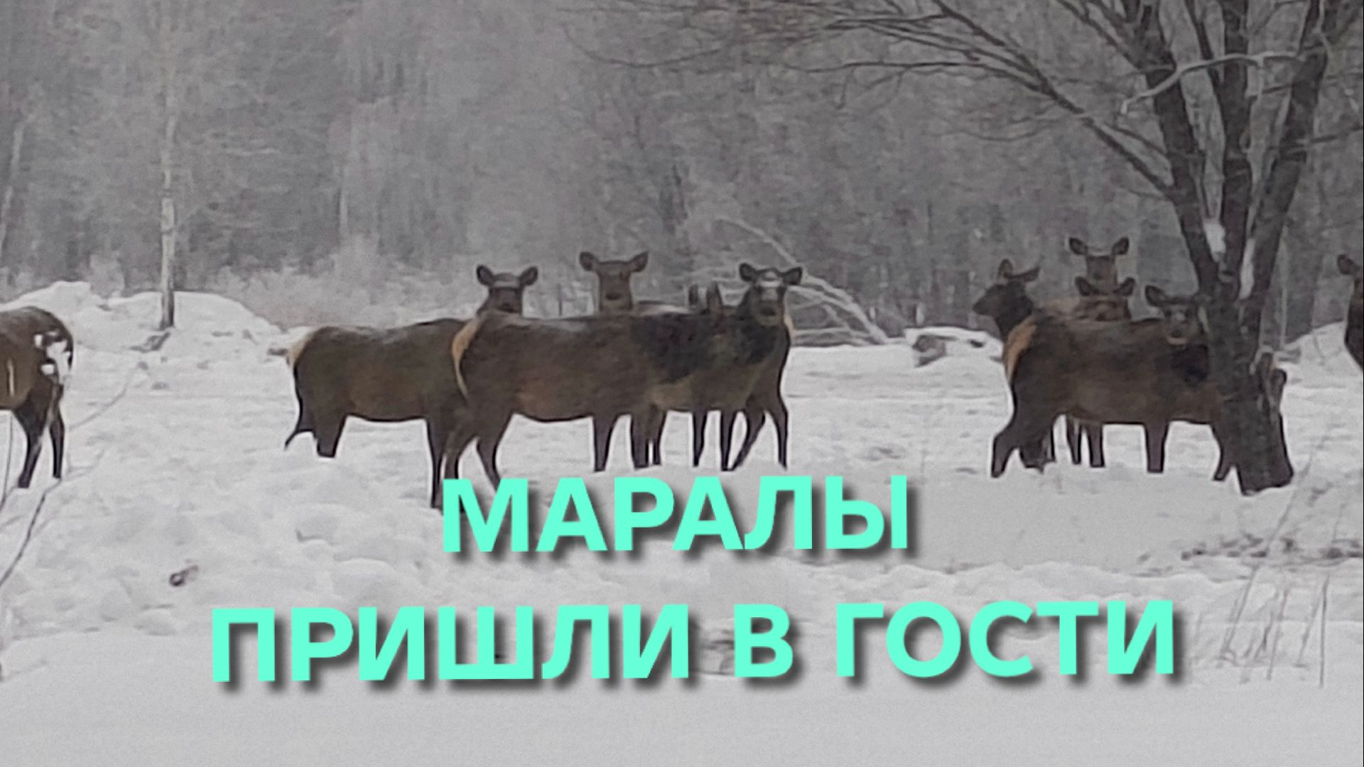 Жизнь в деревне Дед Мороз припарковал своих оленей у нас за огородом А добрые соседи кормят их сеном