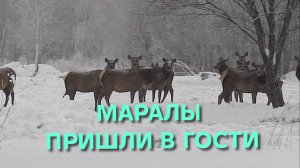 Жизнь в деревне Дед Мороз припарковал своих оленей у нас за огородом А добрые соседи кормят их сеном
