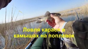 Ловим карася в камышах на поплавок