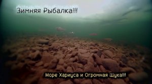 РУССКАЯ ДАЛЬНЕВОСТОЧНАЯ ЗИМНЯЯ РЫБАЛКА!!! ТУЧА  ХАРИУСА!!! И ОГРОМЕННАЯ МАМКА!!!