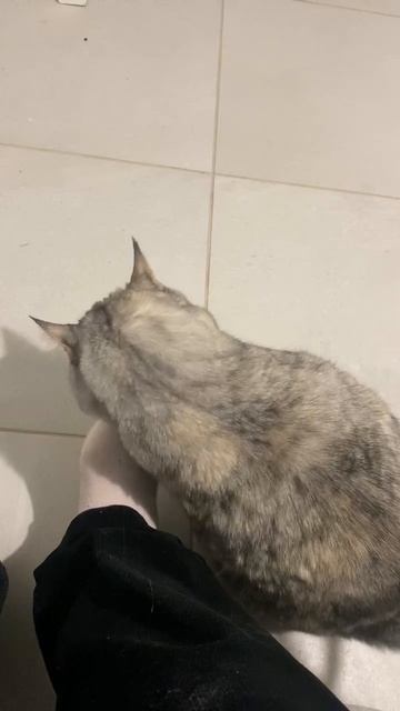 IMG_6228Встреча с Симонушкой после долгой разлуки