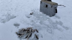 43. Рыбалка. Ловля "Матросиков".