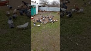 кормление, 89895013708 продаются голуби