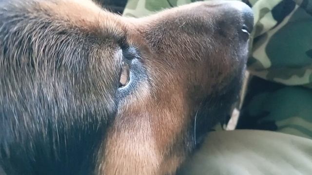 ЛЮБИМЫЙАЙС МАЙС ДЕН