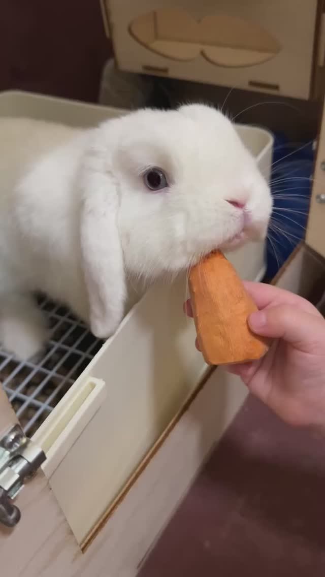 Он боится … но идёт на пролом 🐰🥕