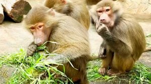 Стёпина ПРЕЛЕСТЬ! Шикарный букет травы- мечта ГАМАДРИЛА! Кто в этой стае вожак? РАВНОПРАВИЕ и точка!