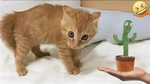 ПРИКОЛЫ С ЖИВОТНЫМИ😺🐶 | СМЕШНЫЕ КОТЫ и СОБАКИ😂